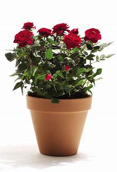 roselline in vaso roselline in vaso unbranded offerte e promozioni roselline in vaso roselline in vaso unbranded offerte e promozioni