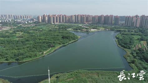 荆州：变污水为饮用水的“水下森林”_长江云 - 湖北网络广播电视台官方网站