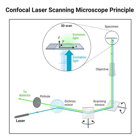 Confocal Laser Scanning Microscope: Principle, Parts, Uses