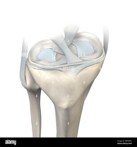 3D illustration showing knee joint with transparent femur and articular ...