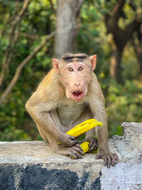 Monkey Eating Banana · Free Stock Photo