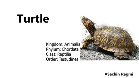 Turtle Medicine Veterinary by SACHIN REGMI | PPTX