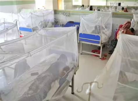 dengue outbreak in bangladesh 293 dead more than 60 thousand people ...