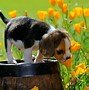 Image result for Spring Flowers Pets