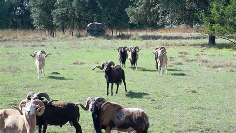 VON NETZER RANCH (2026) All You Need to Know BEFORE You Go (with Photos ...