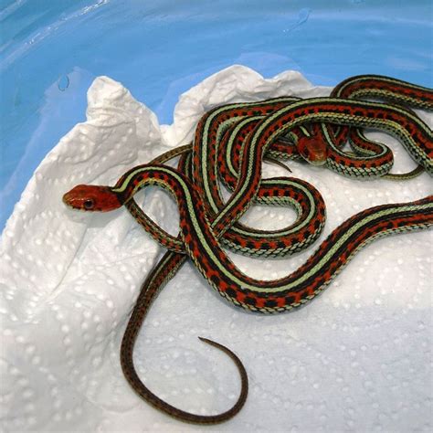 Blue Garter Snake