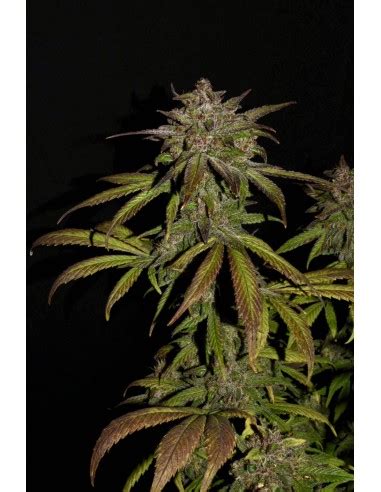 Smoothie Auto (FastBuds Seeds) Autoflowering Seeds - Oaseeds