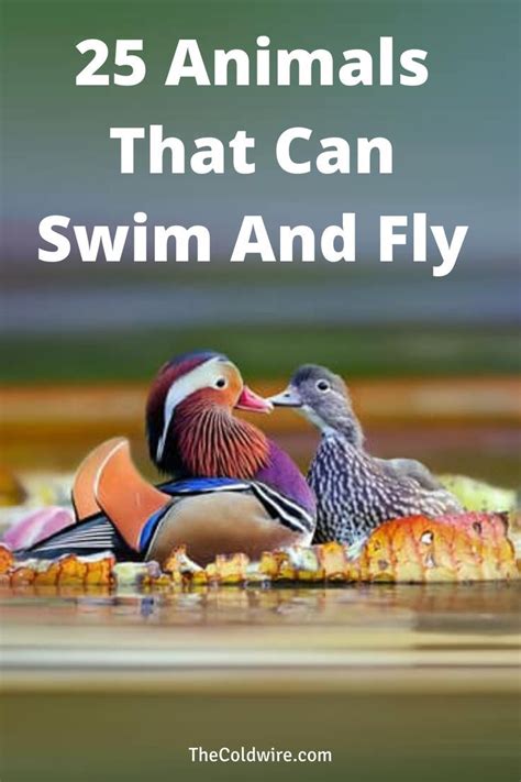 Example of Animals Can Swim 的图像结果