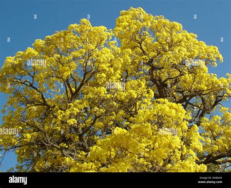 Close-up of the mass of the yellow flowers of the Trumpet tree ...