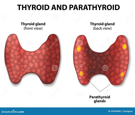 Thyroid and parathyroid. stock vector. Illustration of cancer - 39569840