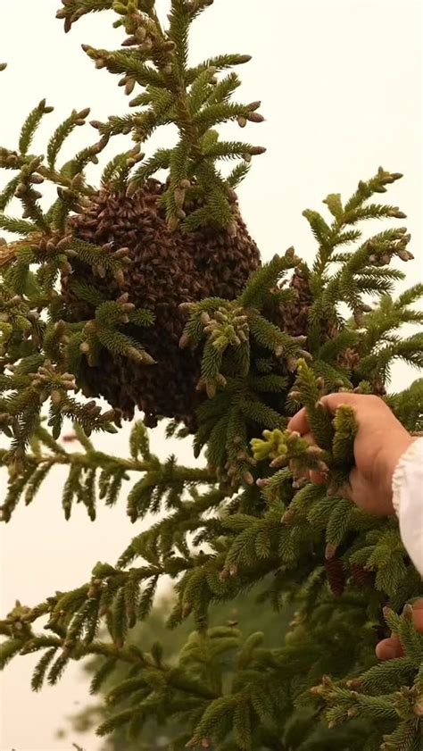 Canadian Prepper Channel 的图像结果