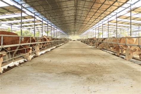 办个养牛场需要多少钱 养牛场需要采购哪些设备_农业知识 - 农业站