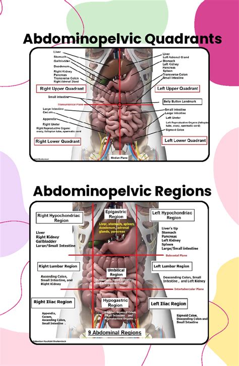 Abdominopelvic-Quadrants - Bachelor in Science Nursing - Abdominopelvic Regions Abdominopelvic ...