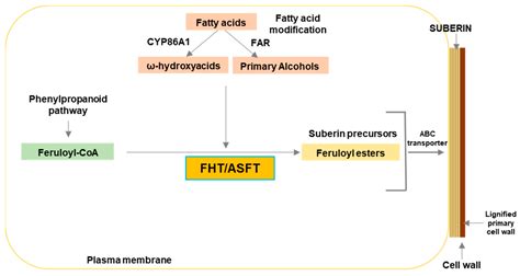 The Tomato Feruloyl Transferase FHT Promoter Is an Accurate Identifier ...