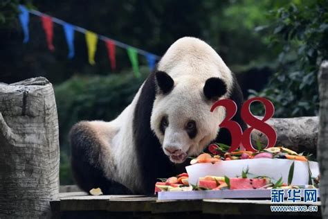 讣告：最长寿大熊猫“新星”去世，享年38岁_新浪财经_新浪网
