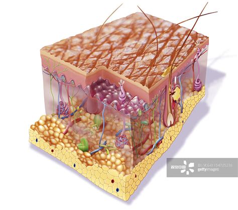 医学 的图像结果