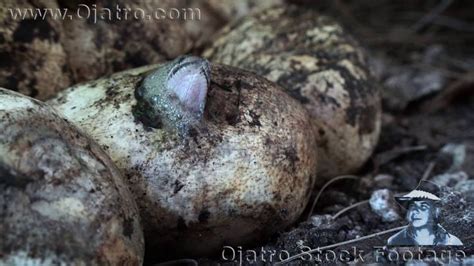 Image result for Baby Hatching Python
