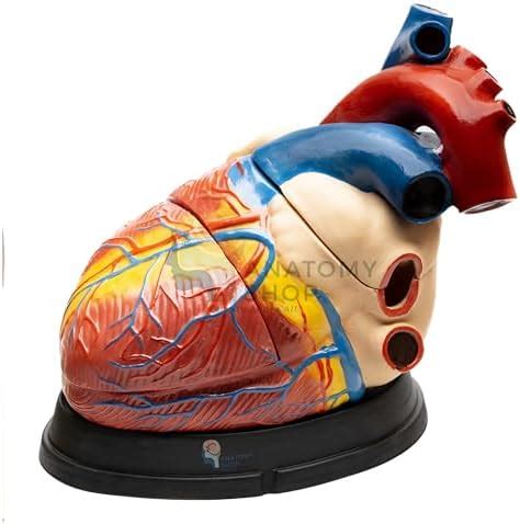 Myaskro - Heart Model (Giant Size) Dissectible Into 3 Parts : Amazon.in ...