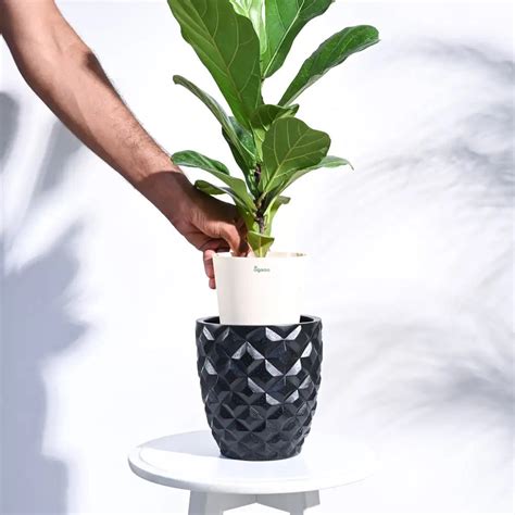 Ugaoo Planter Heraldry Vase Taper Round (Black)| Buy Now – BharatAgri ...