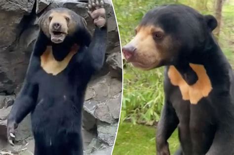 Zoo confirms standing, waving 'human bear' is real: 'Natural behavior'