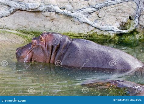 Hippo In Spanish