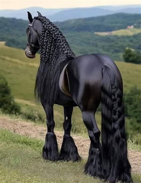 Black Stallion Pictures Best 24,600+ Black Stallion Stock Photos,