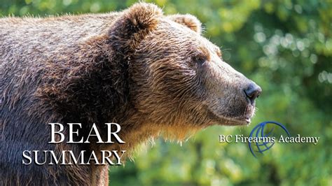 Image result for Bear Program