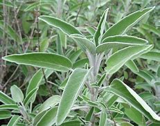Image result for Sage Herb - Plant