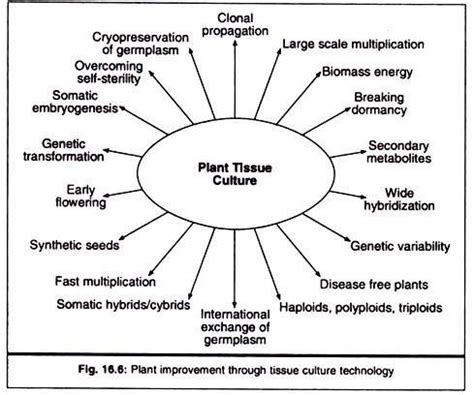 Describe the various applications of plant tissue culture. - Brainly.in