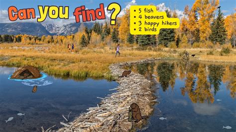 Beaver Dam With Beavers Acequia Managers And Conservationists In