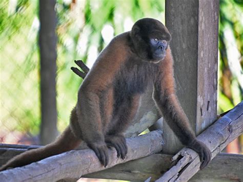 Image result for Red Thread Monkey