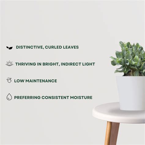 Curly Jade Plant – Gardengram