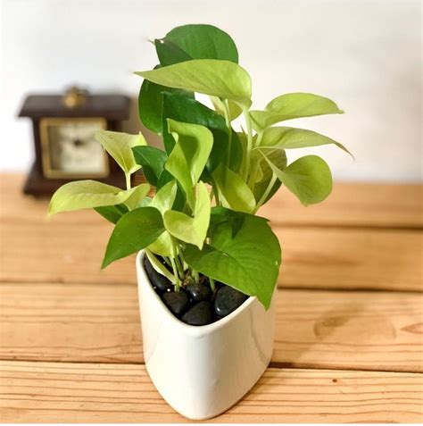 Opuluxe Gardener Triangle Shaped Ceramic White Planter Pots. : Amazon ...