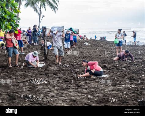 Residents of Ostional Village, Costa Rica gathering sea turtle eggs. This is a legal harvest of ...