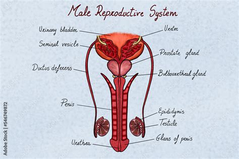 Image result for Male Reproductive System Components