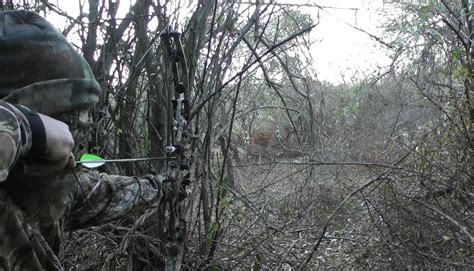 Image result for How to Install a Hunting Bow String Guide