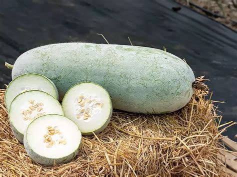 ASH GOURD (Petha) Vegetable Seeds (Pack of 15 Seeds) : Amazon.in ...