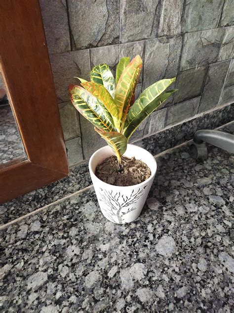 Fourwalls Artificial Croton Plant Stems for Home Decoration (35 cm, Set ...