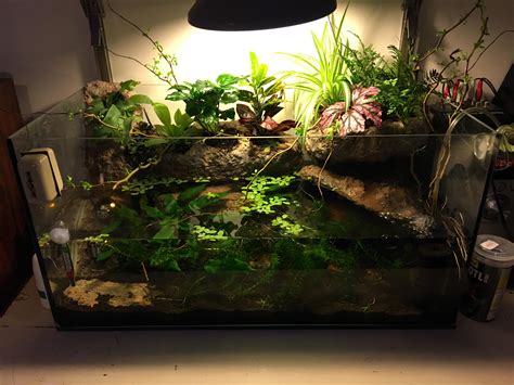 Axolotl Breeding Tank Setup at Jade Stainforth blog