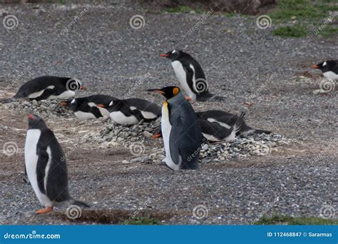 Penguins in Argentina. stock image. Image of beach, penguins - 112468847