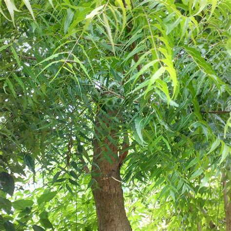 Importance And Benefits Of Neem