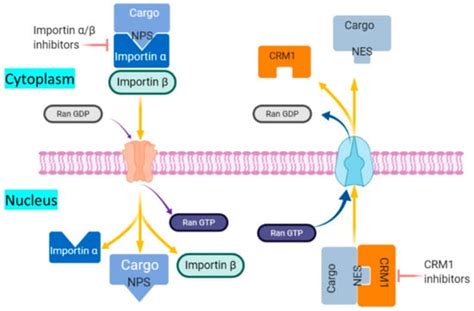 Small Molecule NF-κB Pathway Inhibitors in Clinic