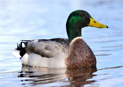 Image result for Animals Using Sign Language