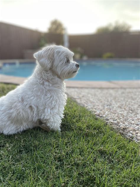 Dog & pet accessories added to Rivian Gear Shop (collar, leash, harness ...