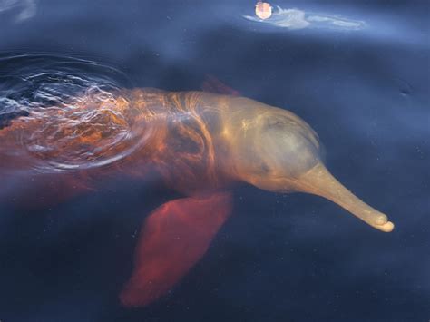 Endangered Dolphins