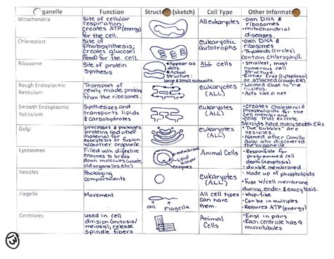 Cell Organelle Chart - KEY - english - Studocu