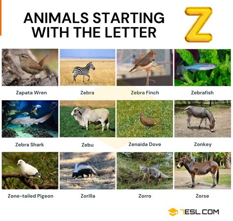 Animals that Start with Z: List with Fun Facts and Photos • 7ESL