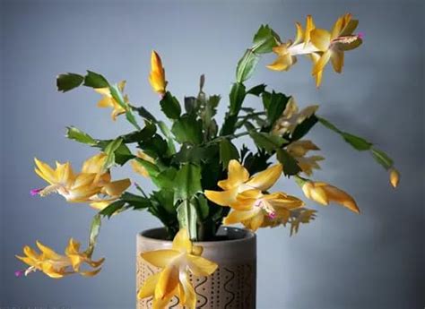 BISWAS PLANTS HOUSE ' Verry Good Looking Yellow Zygo Cactus "Christmas ...