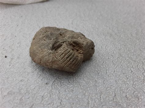 Help please. Found in one of the counties bordering the SE of Lake ...