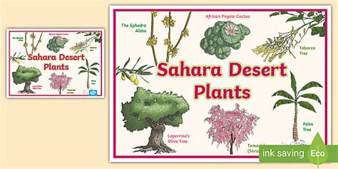 Sahara Desert Plants Poster - KS1